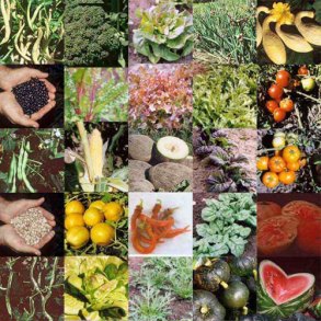 OrganicVegetable خضروات عضوية